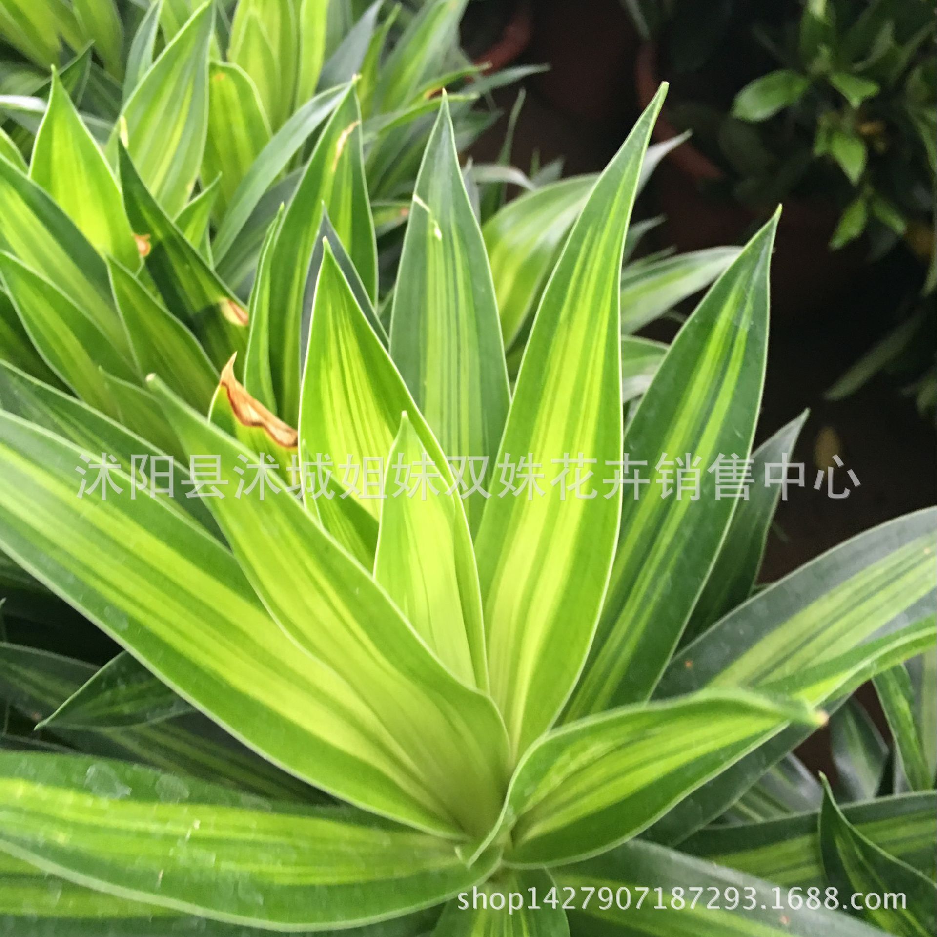 批发优质室内绿植盆栽 百合竹盆栽 净化空气 观叶植物 室内盆栽图片
