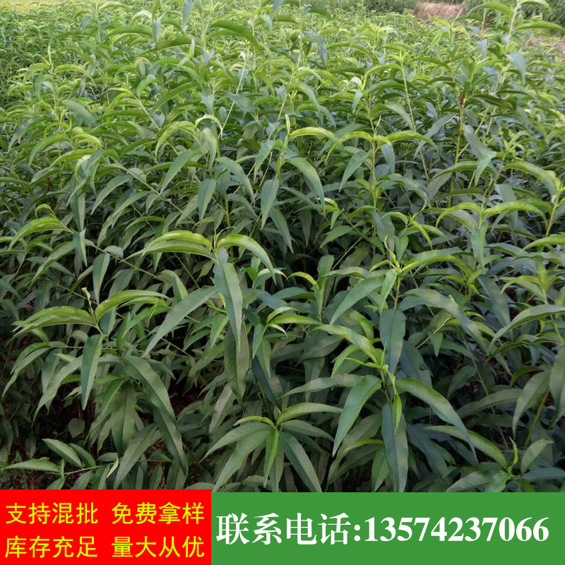 桃树苗新优品种 优质黄桃苗 黄桃苗 黄桃果苗 基地果苗批发