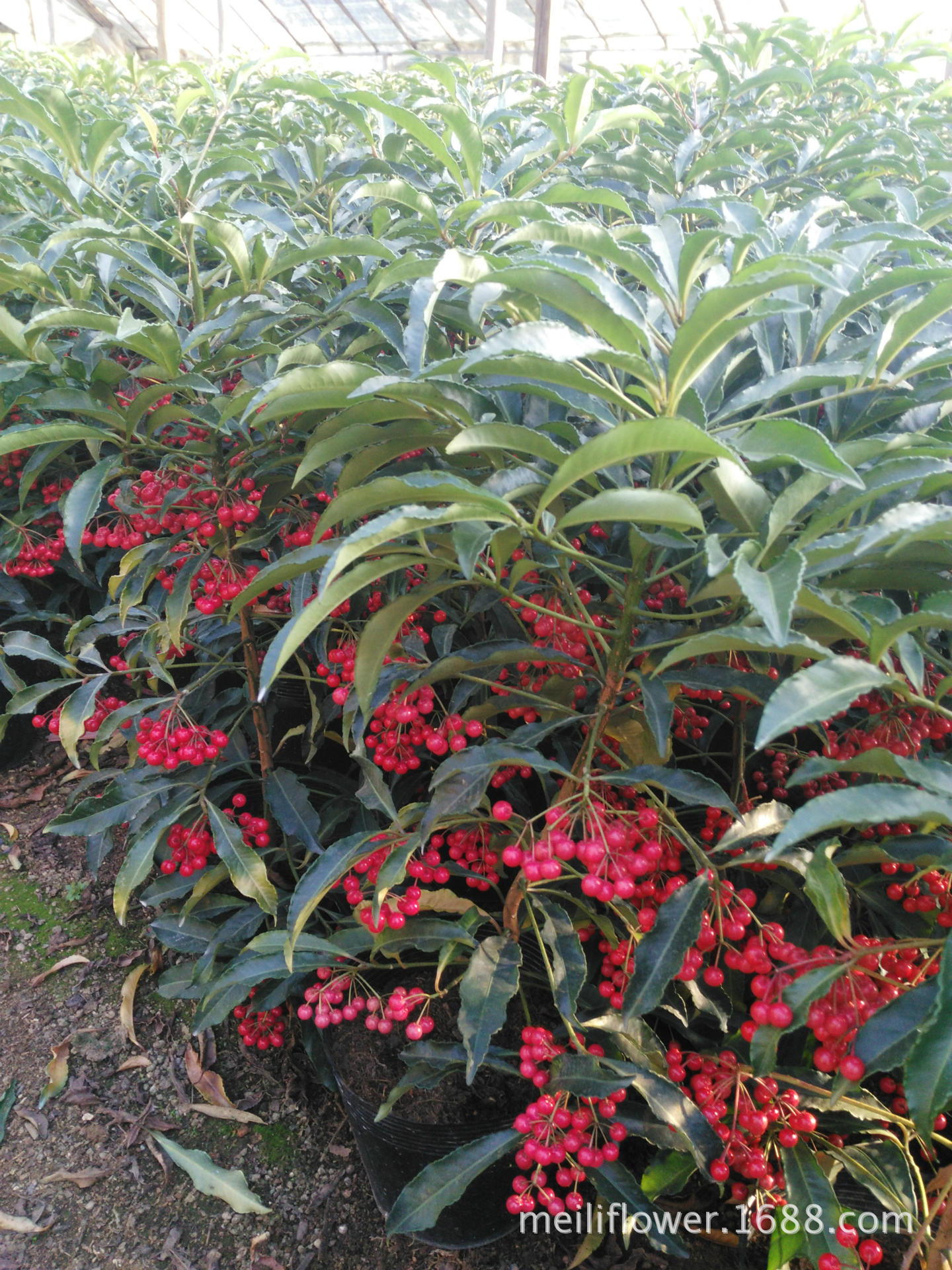 富贵籽供应富贵籽批发富贵籽黄金万两富贵籽苗