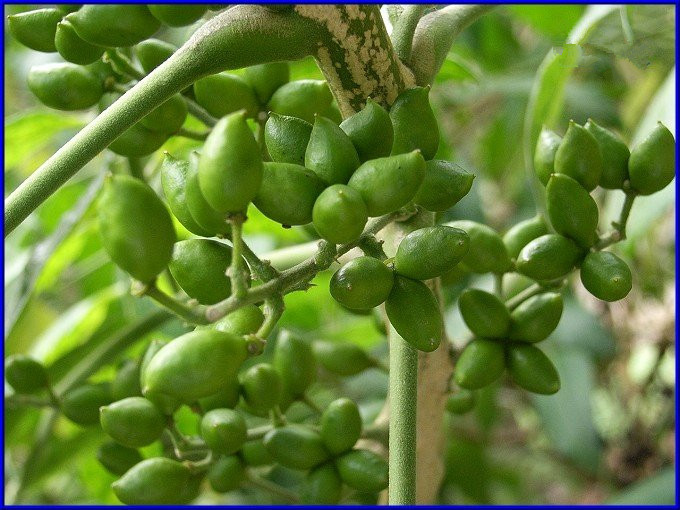 鸦胆子粉 苦榛子纯粉 鸦胆子浓缩粉