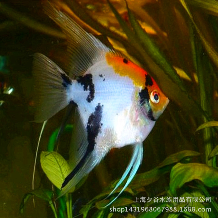 观赏鱼热带观赏鱼红头三色神仙鱼燕鱼大量批发量大优惠