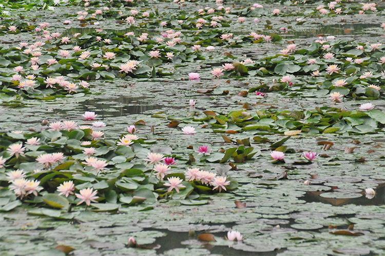 莲情谷文化园九品香水莲世代豪华亮粉色水生植物绿化水体
