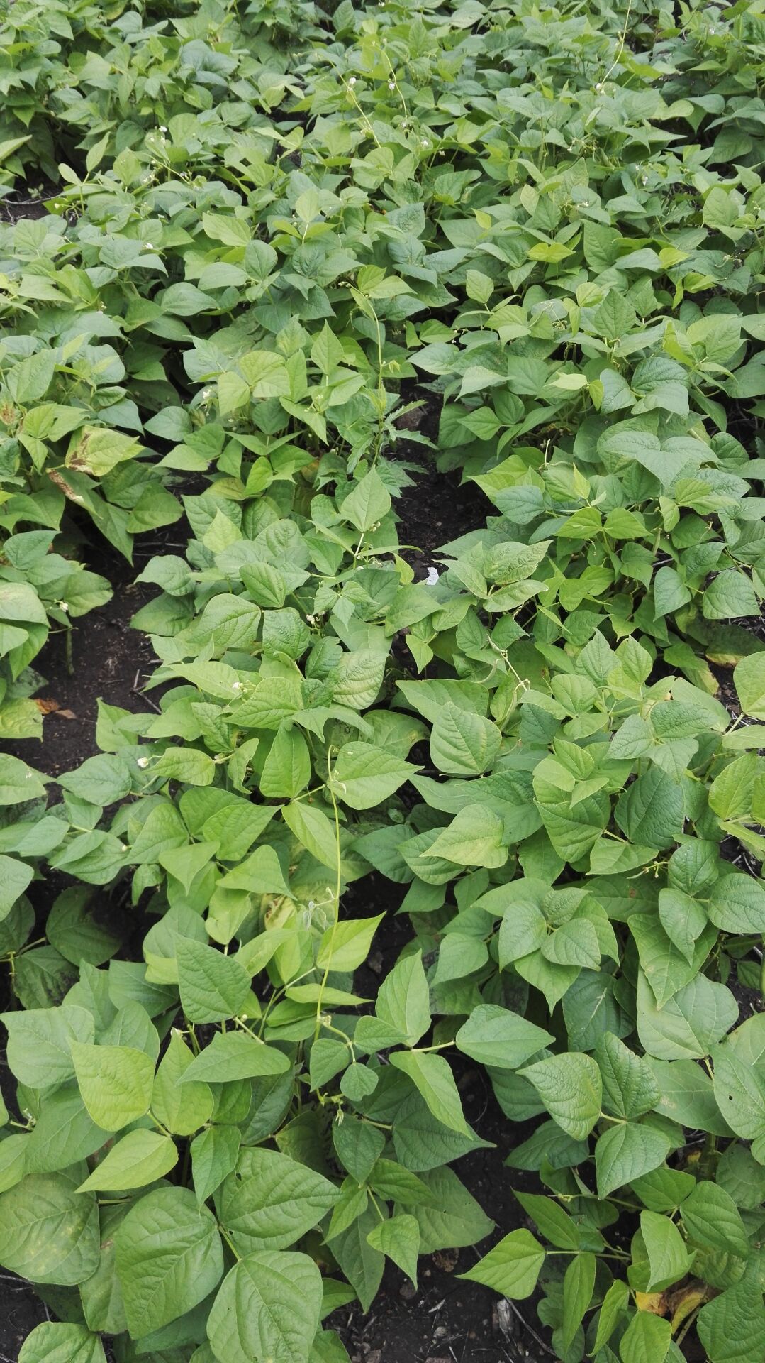 东北自产热卖芸豆奶白花芸豆大米饭豆子饭豆自家种五