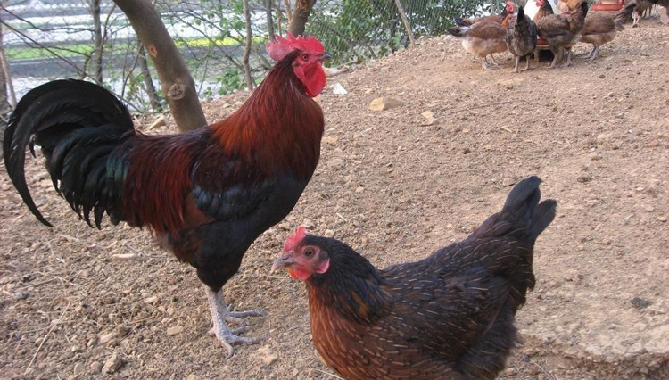 批发优质绿壳蛋鸡鸡苗土鸡苗青脚麻鸡苗种蛋品种优良