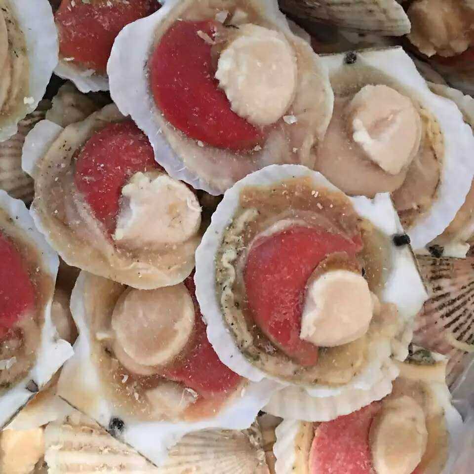 供应半壳夏贻贝 扇贝冷冻海鲜食品批发