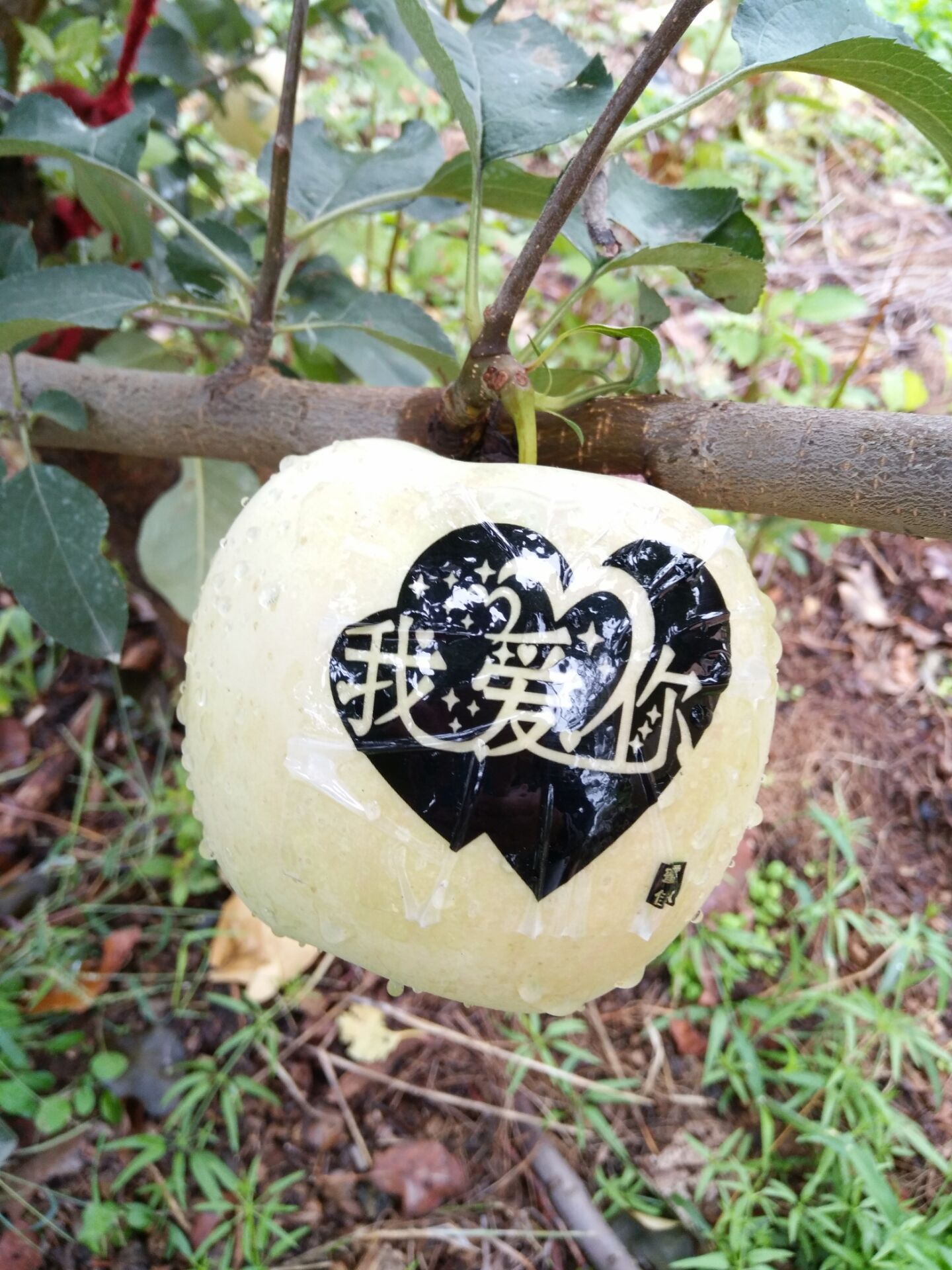 带字苹果 艺术红富士 贴字苹果 5斤33元包邮 圣诞果 平安果 批发