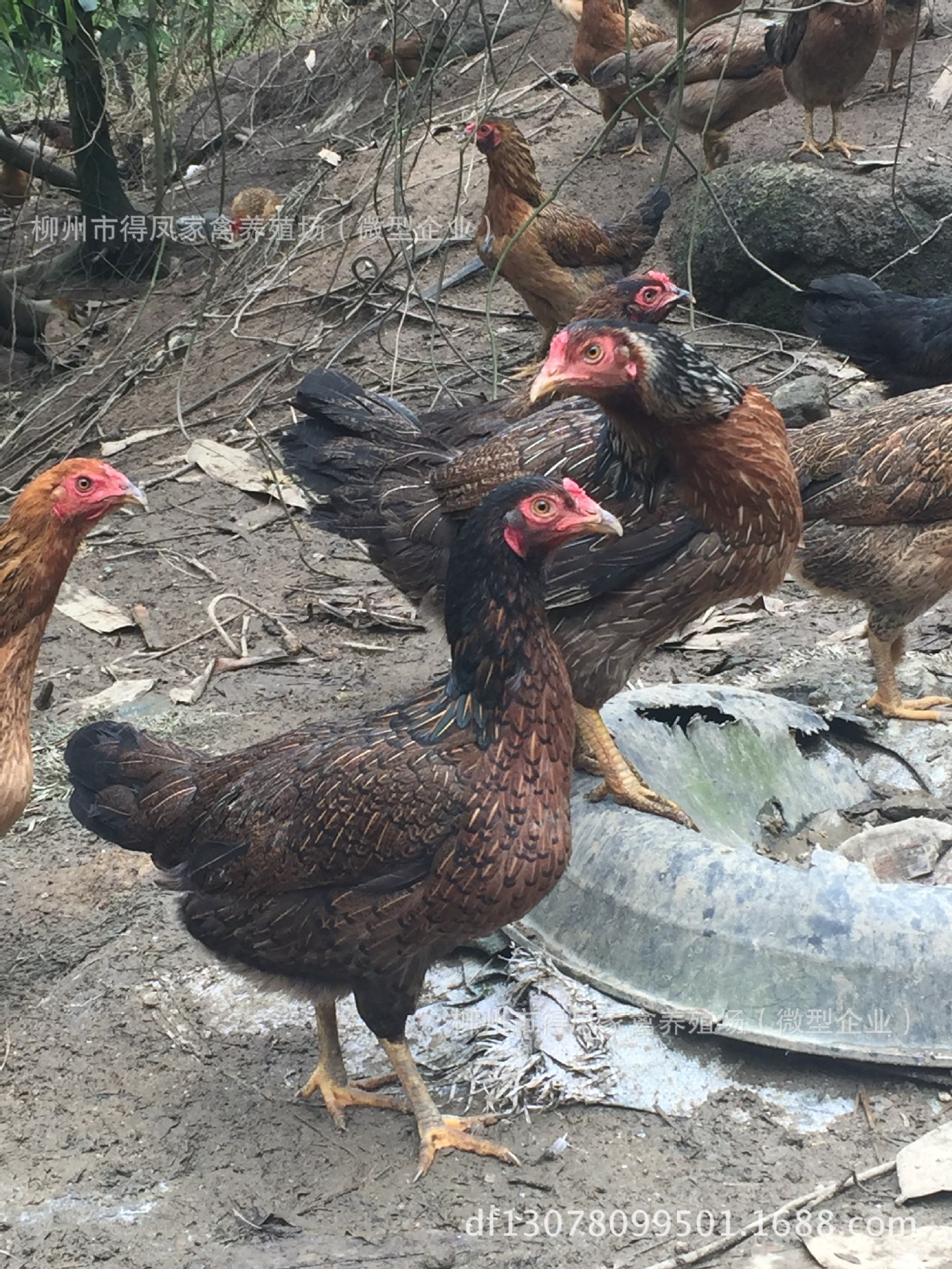 广西杂交斗鸡 柳州杂交斗鸡 斗鸡鸡苗批发就上柳州得凤家禽