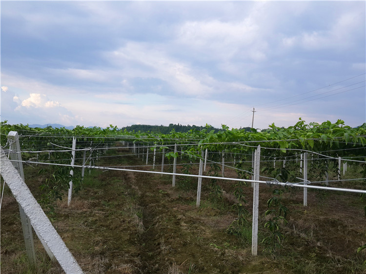 羊肚菌种植栽培发白_蛇皮果的种植产果几年_火龙果栽培种植技术