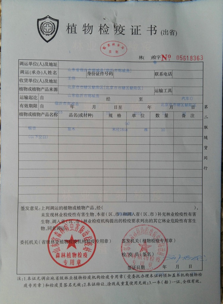 中国银杏树之乡专供10,15,18,20,22,25,28,30公分规格齐全