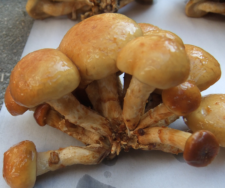 健康优质野生菌滑子菇食用菌古田货滑菇 滑子蘑菇干 量大优惠