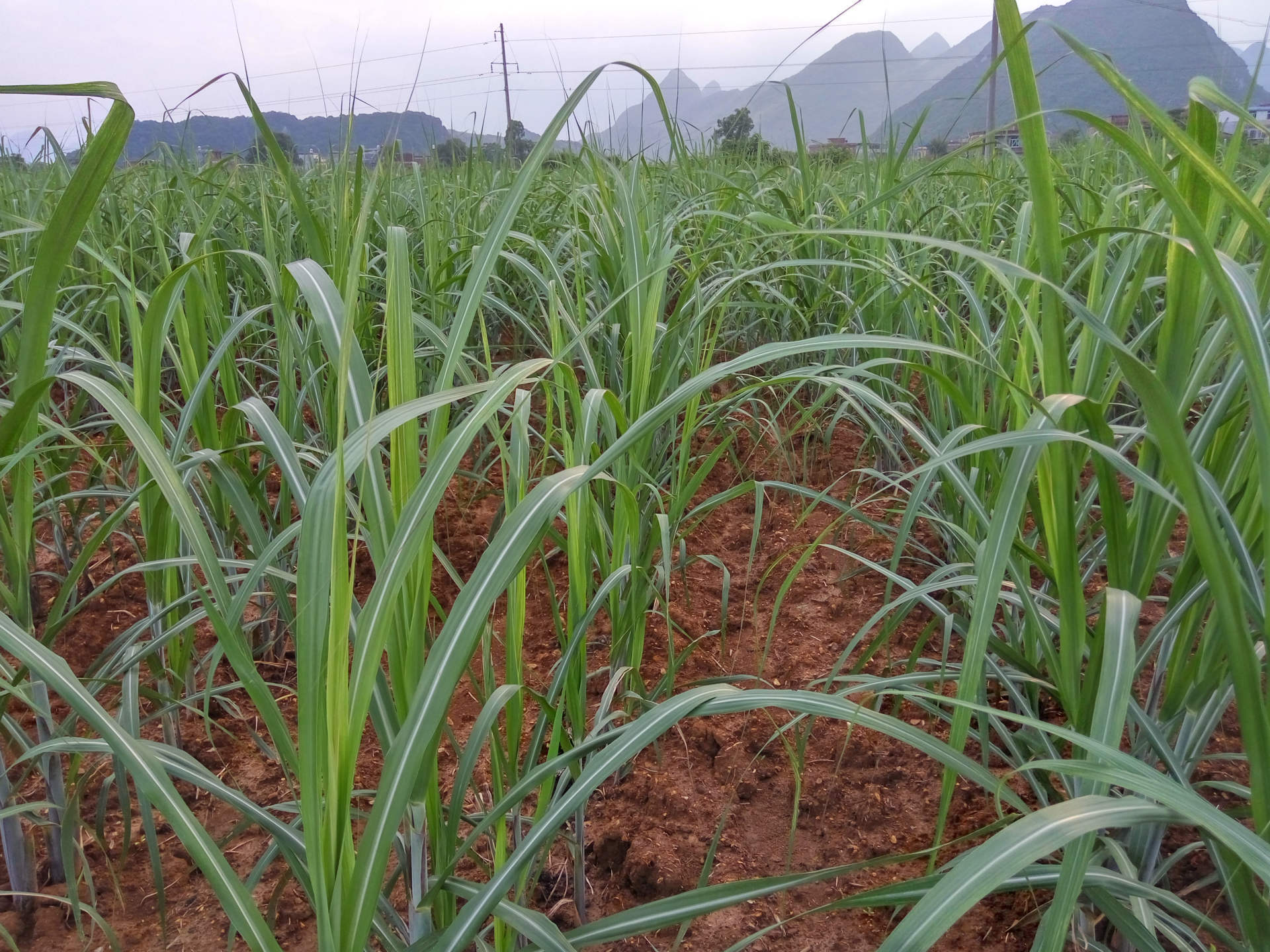 甘蔗苗后除草剂 除草剂 蔗农喜