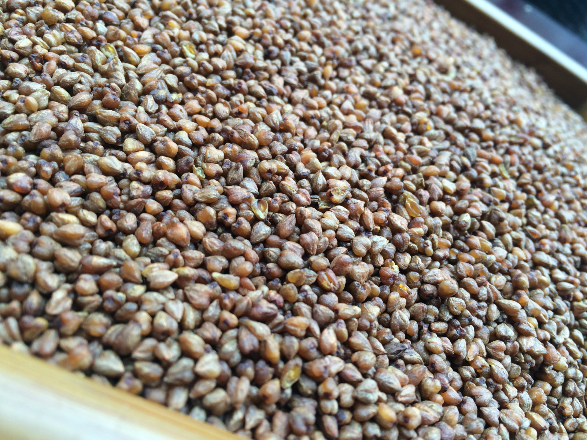 四川特产凉山黑苦荞整粒茶散装餐饮茶楼专用