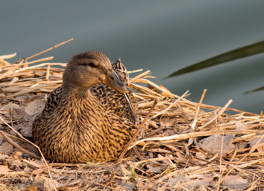 优质江南一号蛋鸭//优质江南二号蛋鸭//杂交鸭