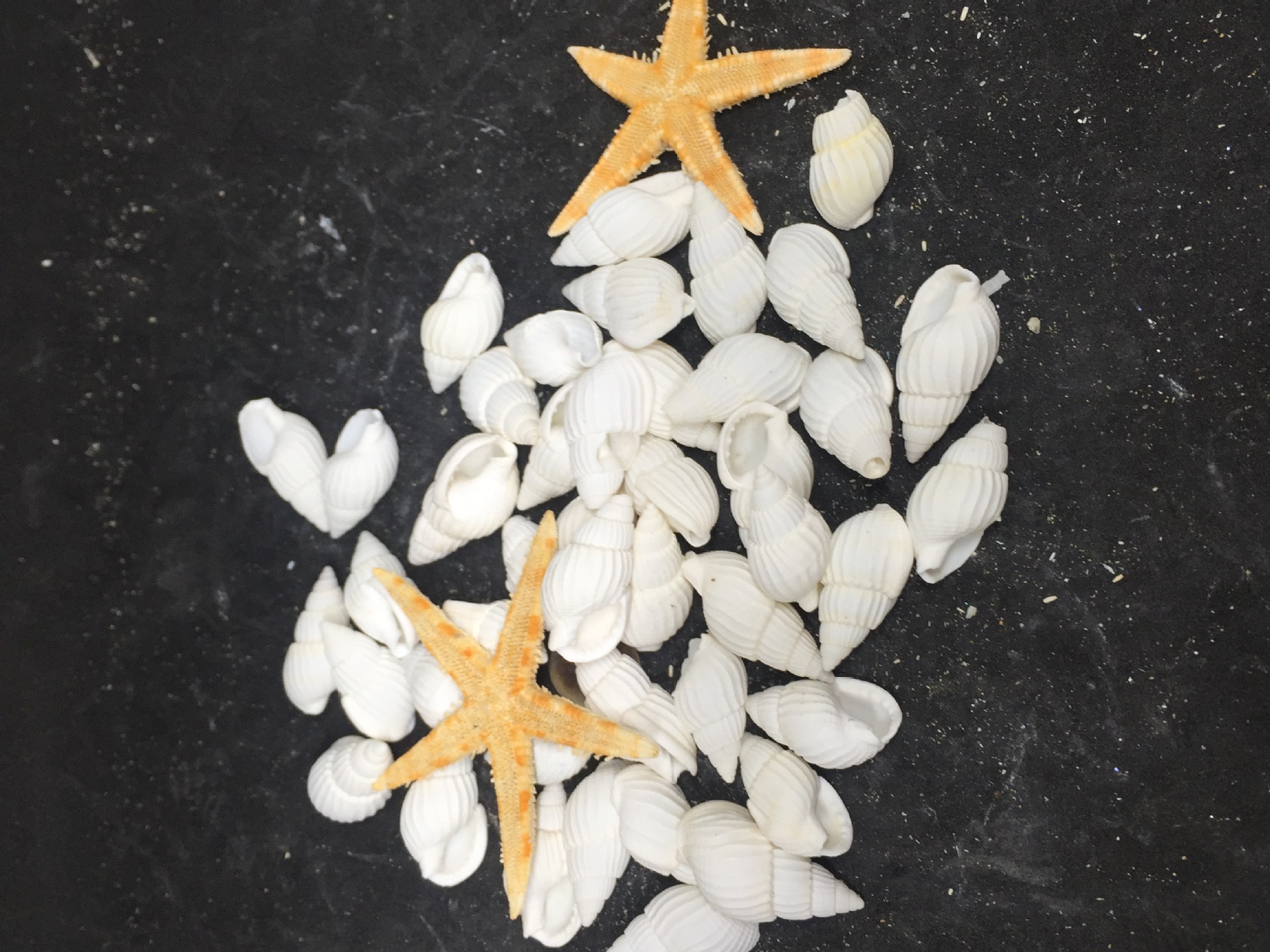 厂家直批小白米螺水族箱鱼缸装饰婚礼家居造