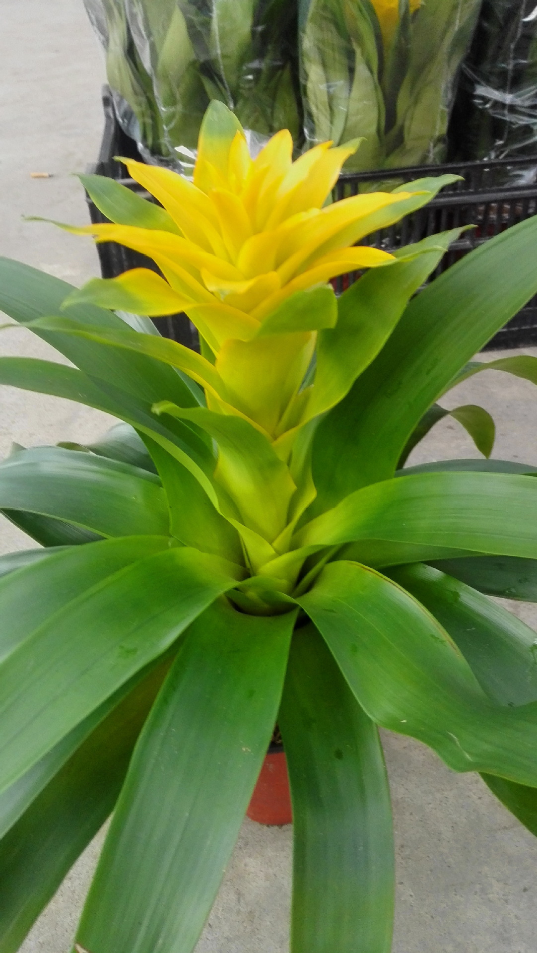 代安娜观赏凤梨凤梨批发室内盆栽盆栽批发一件28盆6