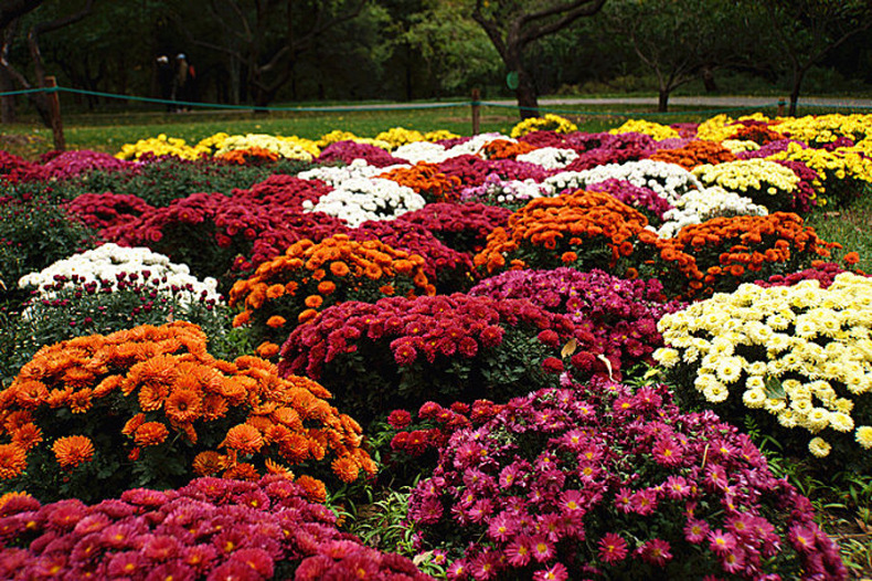 花海定制 多年生地被菊种子 小菊花卉草花种子购买 野花组合种子