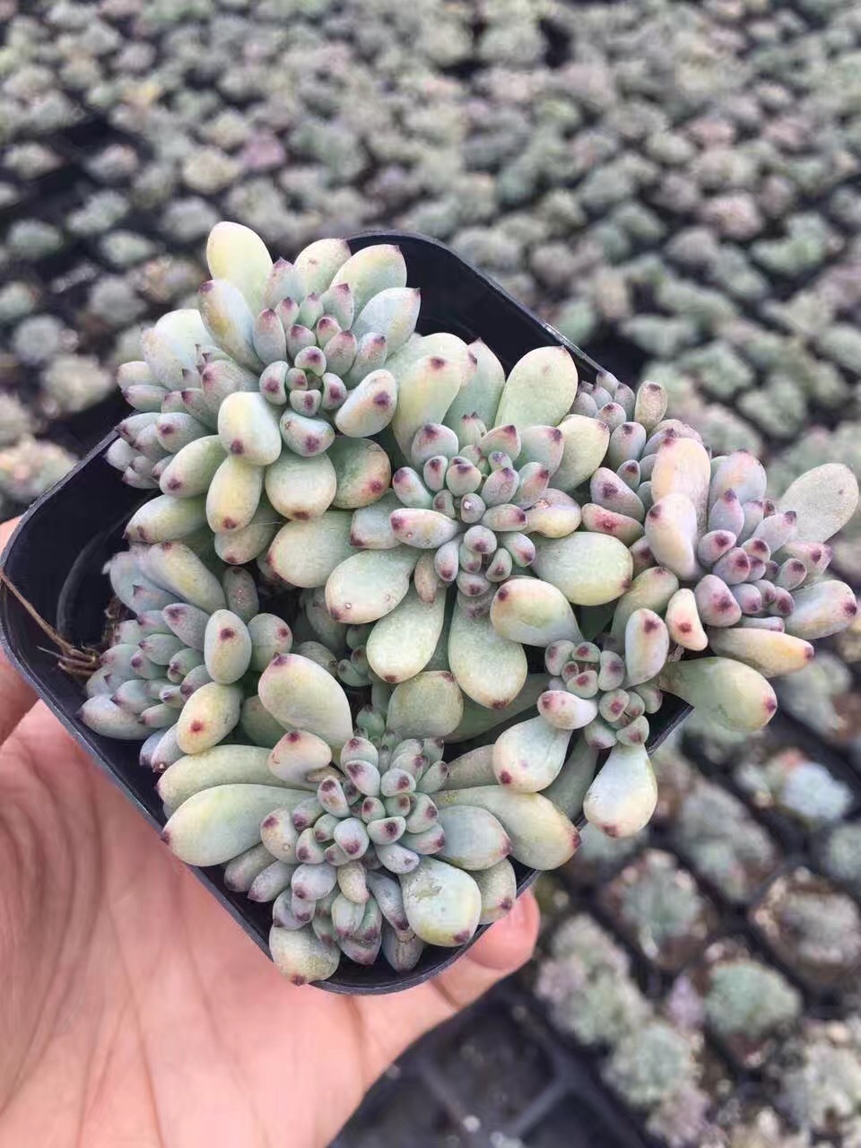 黑莓 多肉植物 7cm盆 满盆