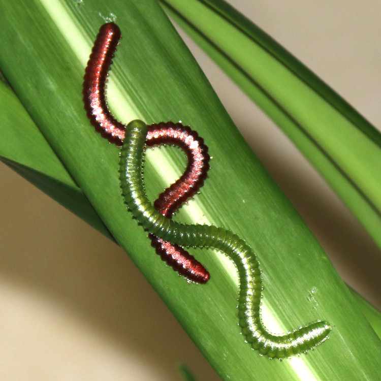 特价厂家批发仿生硅胶红虫沙蚕假饵软蚯蚓路亚饵垂钓渔具