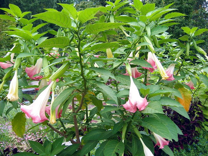 公司批发纯天然野生曼陀罗(也叫曼荼罗 醉心花 洋金花)种子