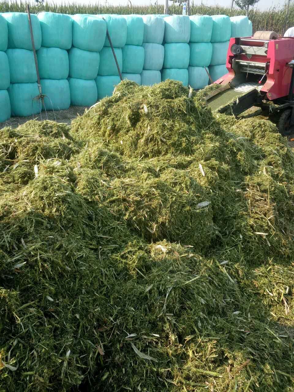 青储玉米秸秆牧草面包草食草动物饲料