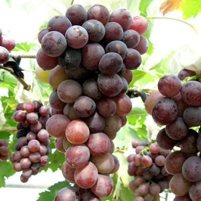 翠峰葡萄树 全国嫁接葡萄树专业繁育基地 葡萄树批发 厂家直销