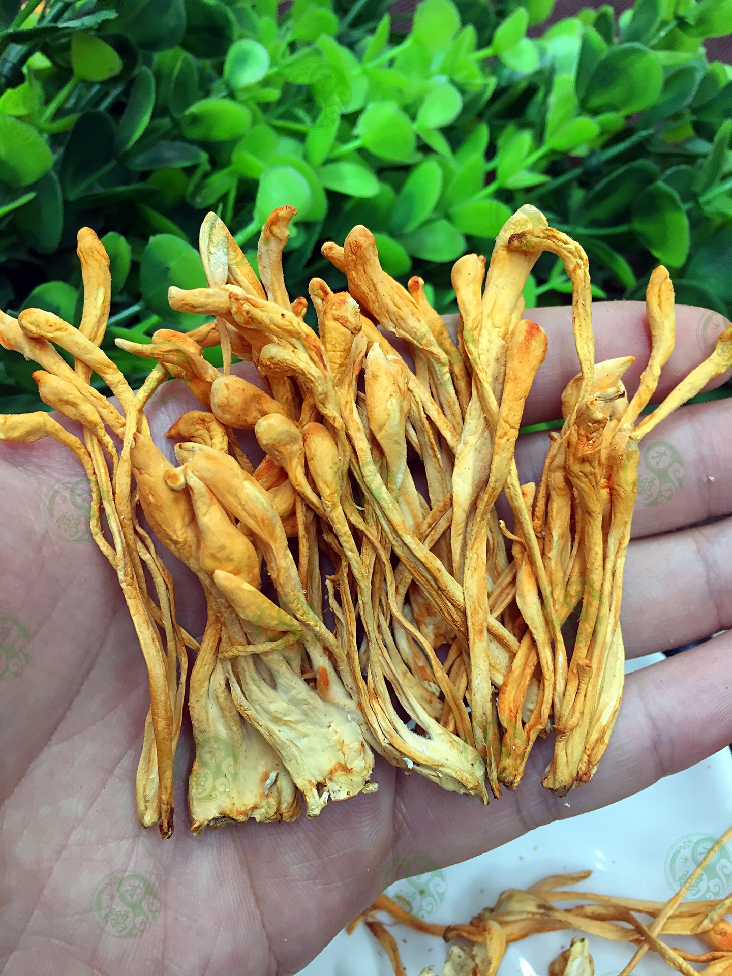 孢子头饱满,富含孢子粉,呈橘黄色或深黄色正宗虫草花,条形好,完整度高