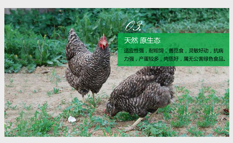 芦花鸡鸡雏价格 出售2个月芦花鸡鸡雏 5000只