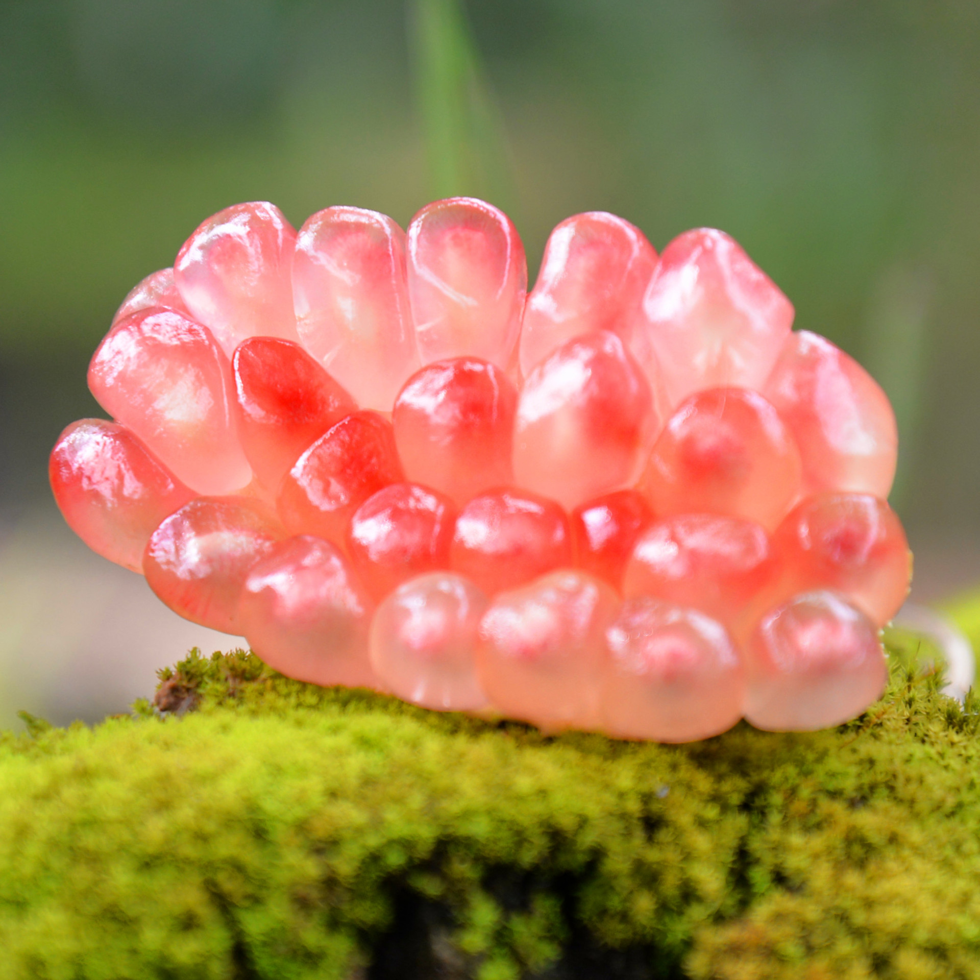 现摘云南蒙自石榴薄皮甜石榴 沙地老树甜绿籽水晶石榴6斤送开果器