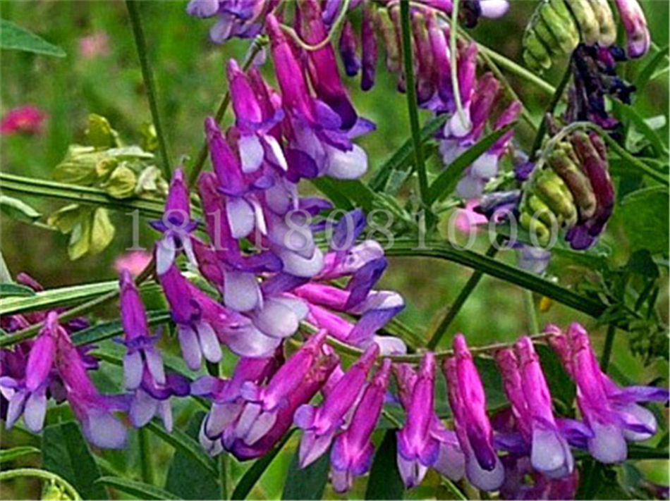 批发光叶紫花苕子种子 紫苕子毛苕子 箭舌豌豆绿肥种子饲料作物营