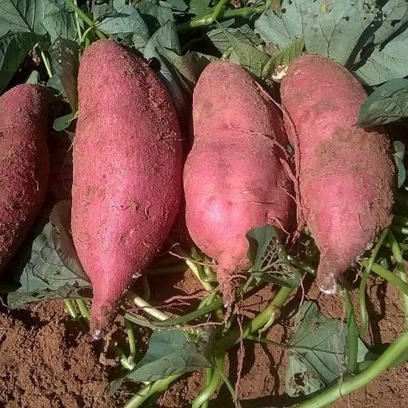 基地供应 新鲜济薯26 农产品红薯 红薯地瓜批发