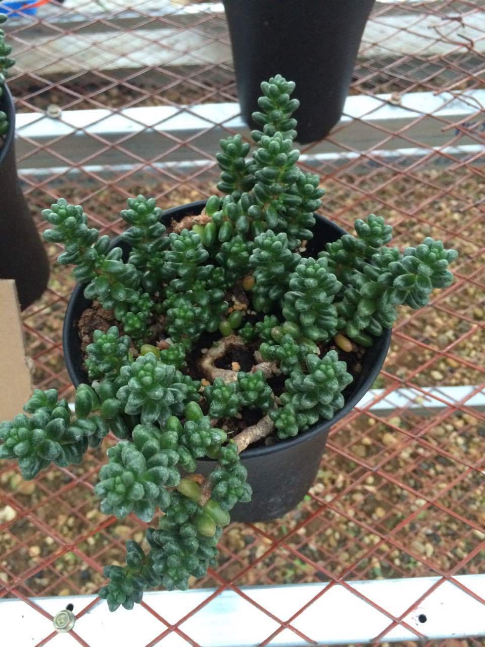 韩国进口 田园大棚种植 多肉植物 绿毛豆老桩 多头室内盆栽花卉