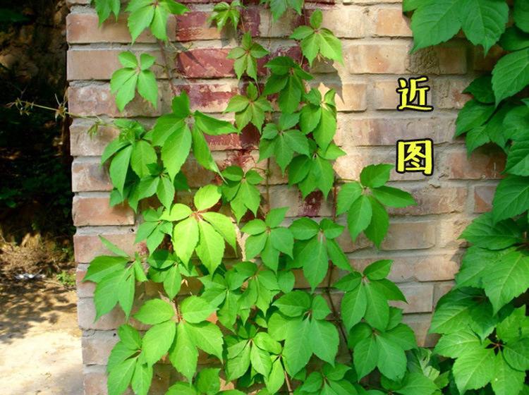 爬山虎苗 五叶地锦 爬墙高手 遮阳降温 2年苗 藤本植物