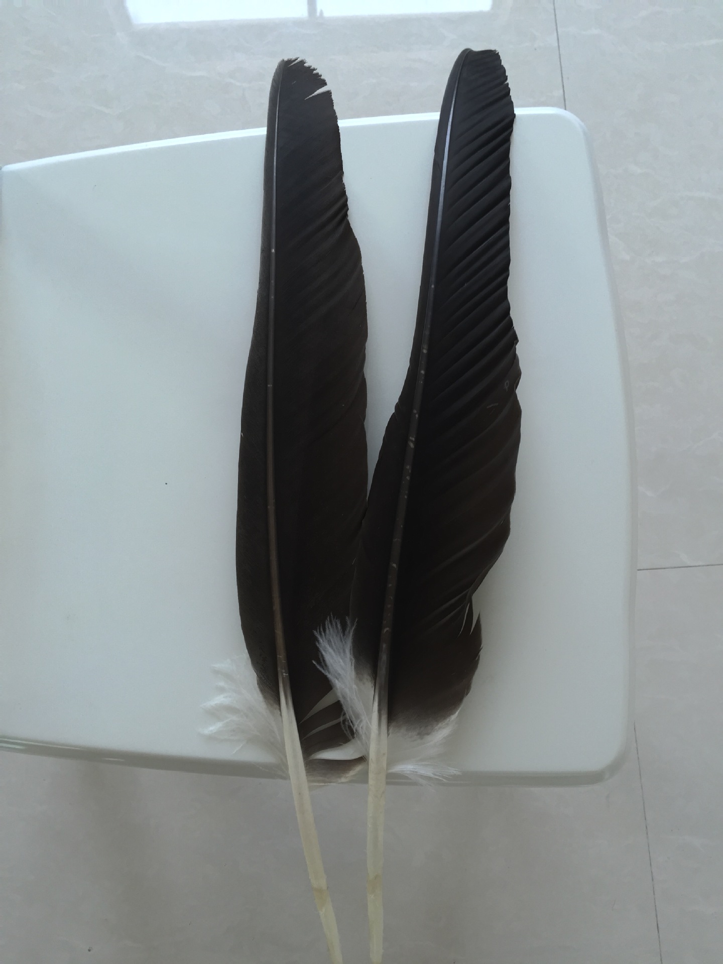 【厂家整根羽未切形状天然黑羽毛箭羽 未处理羽梗30cm以上黑原羽】价