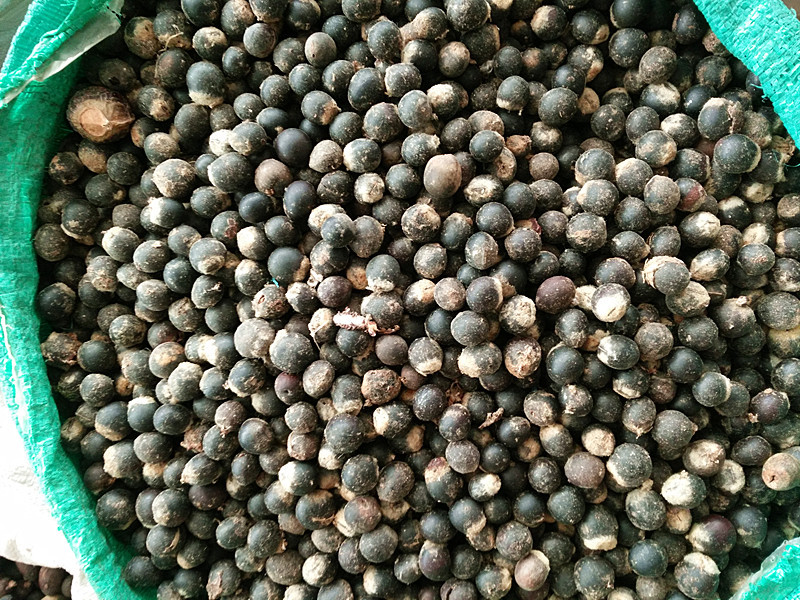 无患子菩提子原籽批发 鬼见愁 木患子通货