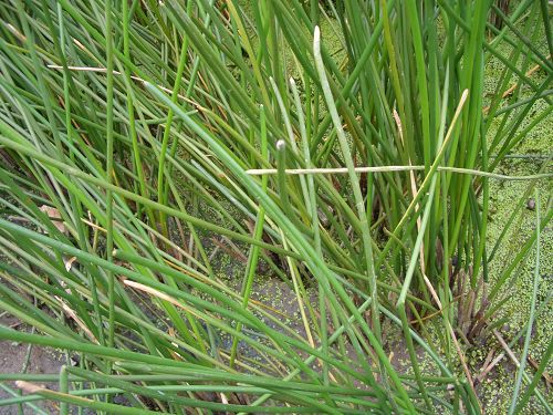 农家自种新鲜马蹄荸荠地栗乌芋甜脆多汁无渣5斤装现挖现卖