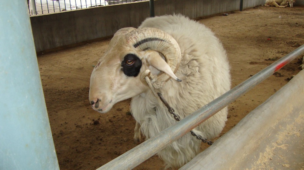 规格参数品牌嘉祥惠丰养殖场品种小尾寒羊用途羊羔体高80  (cm)体长