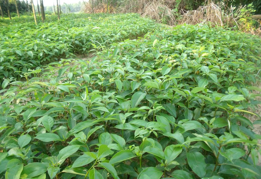基地直销 香樟树苗 香樟小苗 绿化苗木香樟价格优惠规格齐全