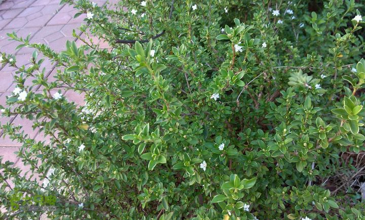 德丰供应白马骨中药材六月雪 路边姜 鸡骨柴 量大从优