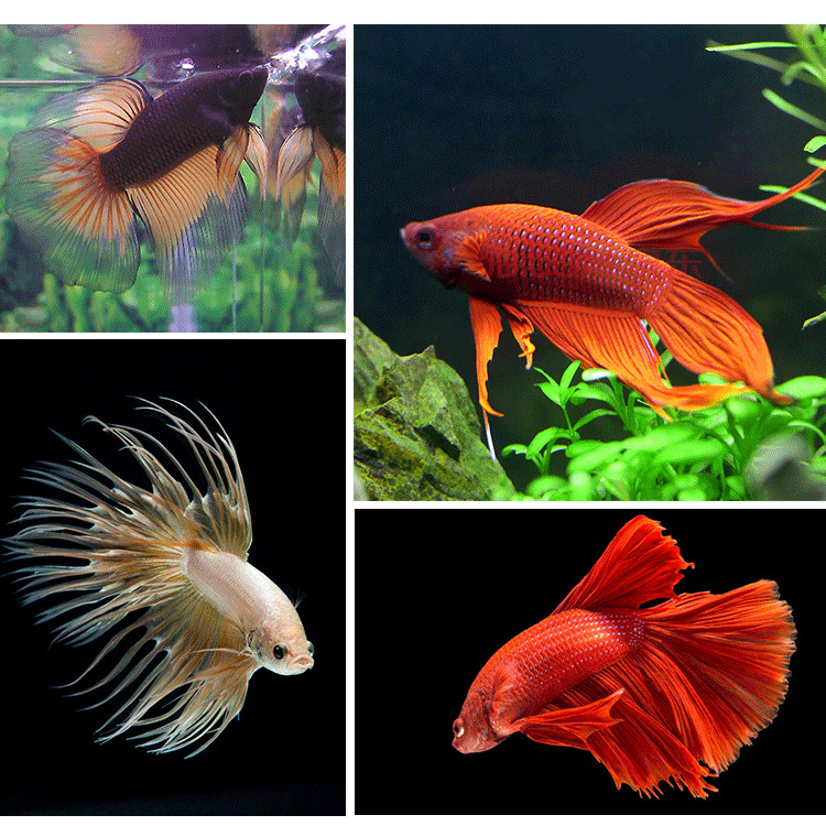 热带观赏小金鱼泰国马尾狮王半月斗鱼活体