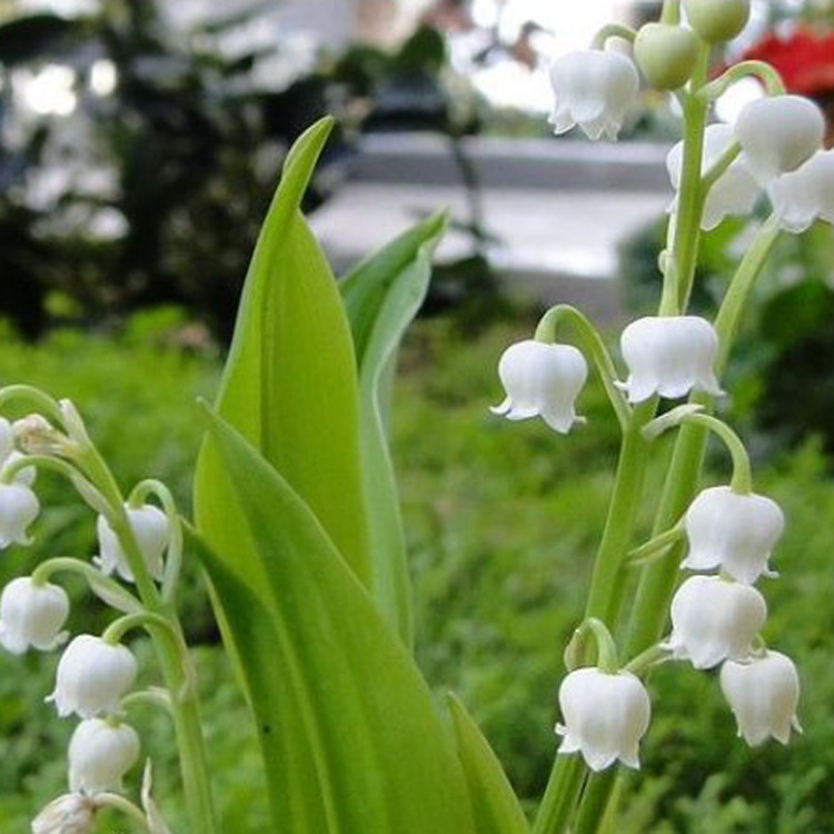 批发供应 铃兰 铃兰种根 种球花卉 盆栽花卉 基地直销 量大优惠