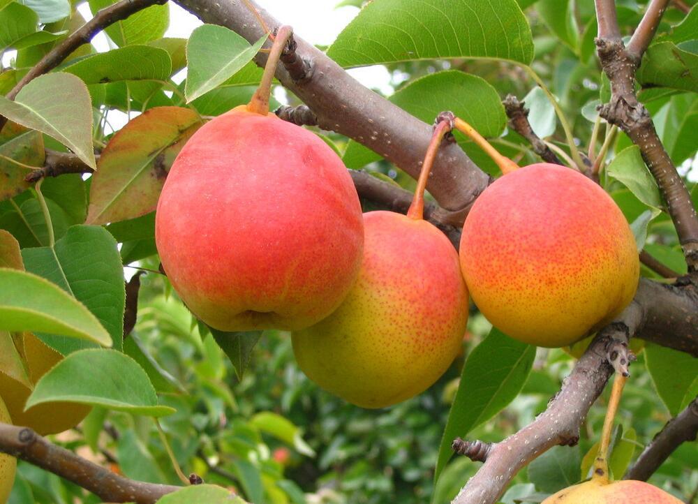 基地供应 优质供应商 奥冠红梨 青岛梨树苗