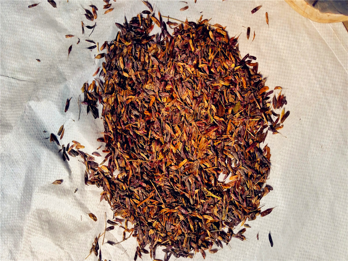 批发2016年新种子板蓝根种子菘蓝山蓝大蓝根马蓝根蓝药材种.