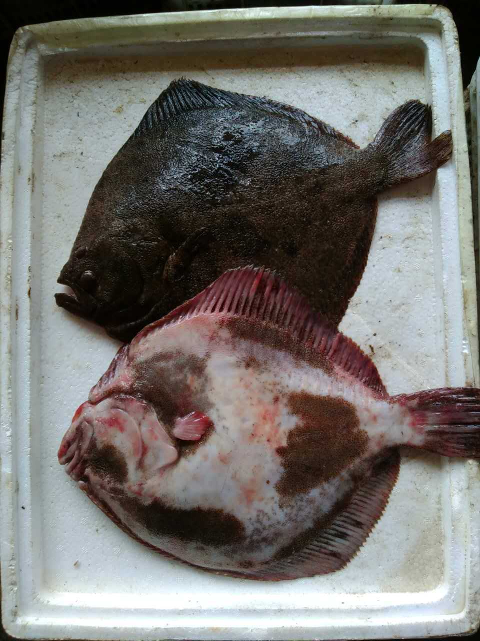 供应 多宝鱼 菱鲆鱼 冰鲜鱼类海鲜批发