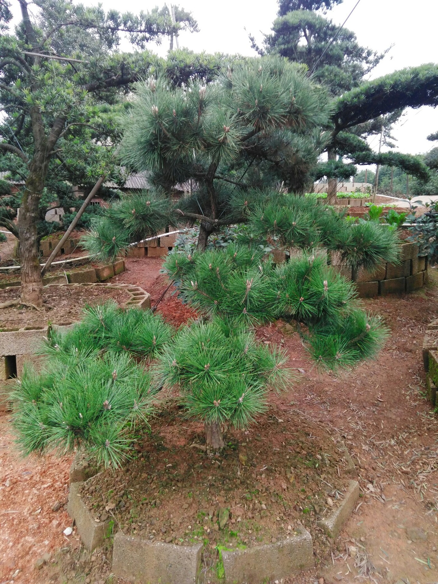 批发常绿乔木 造型白芽松 林园绿化苗木造型白芽松树 量大优惠