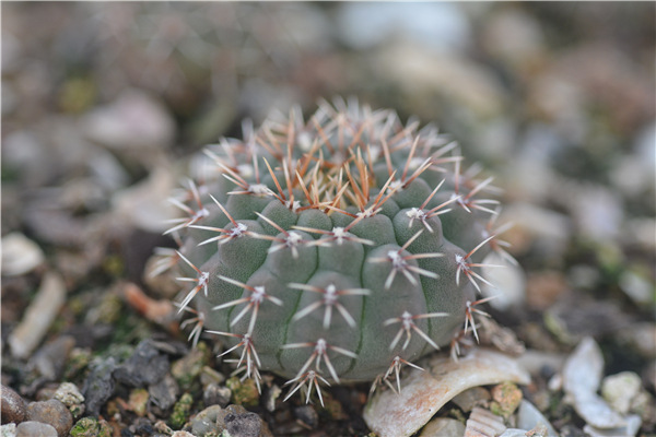 瑞昌玉 凤头3cm实生 批发 仙人球 多肉植物小盆栽