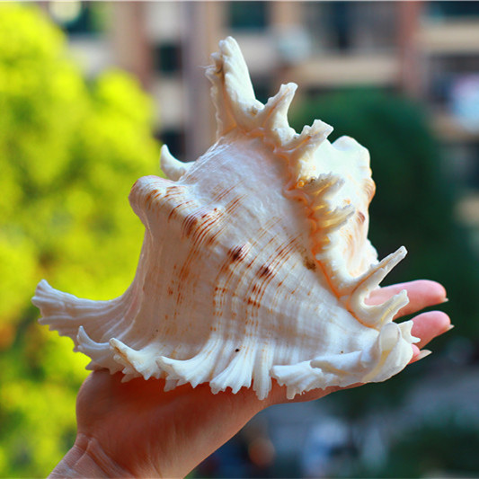 特价天然大海螺贝壳麒麟螺千手螺 完美品相收藏珍品 鱼缸水族装饰
