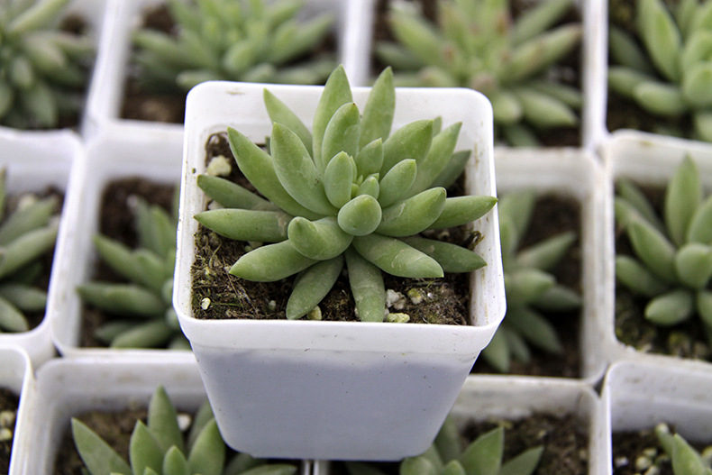 多肉植物批发千佛手冠幅4-6cm绿植盆栽 迷你盆栽花卉易种植易活