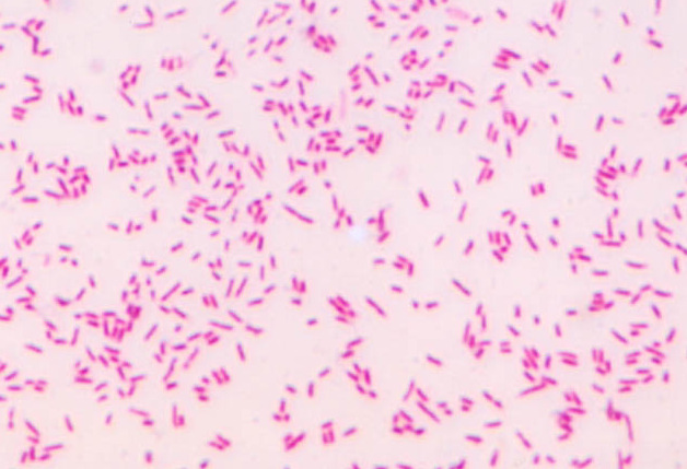 大肠杆菌涂片细菌类生物玻片单张可选