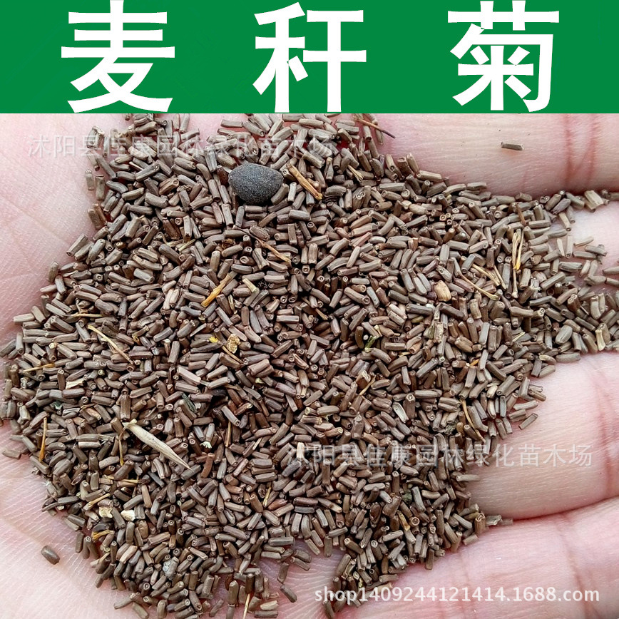 草花种子 麦秆菊种子 贝细工 蜡菊 腊菊种子 麦杆菊 1件=1斤