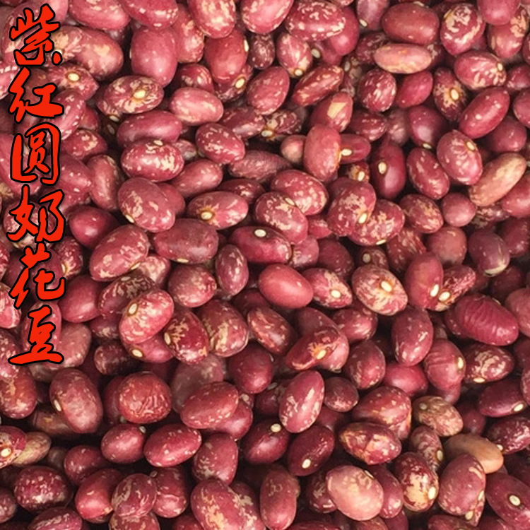 批发销售紫红圆奶花豆 精品花豆 金丝豆 纯天然绿色有机 散装